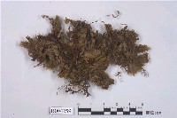 藏品(副歧舌蘚屬 )的圖片